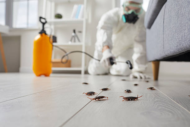 Trusted Cockroach Control service in Ironwood, MI - Nex Pest Control